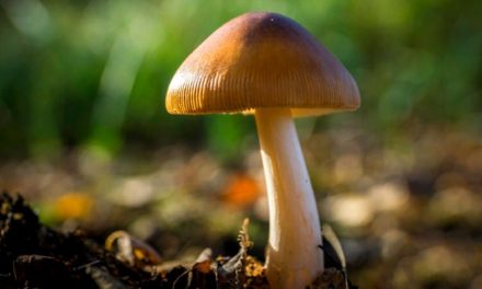 Amazing benefits of mushrooms