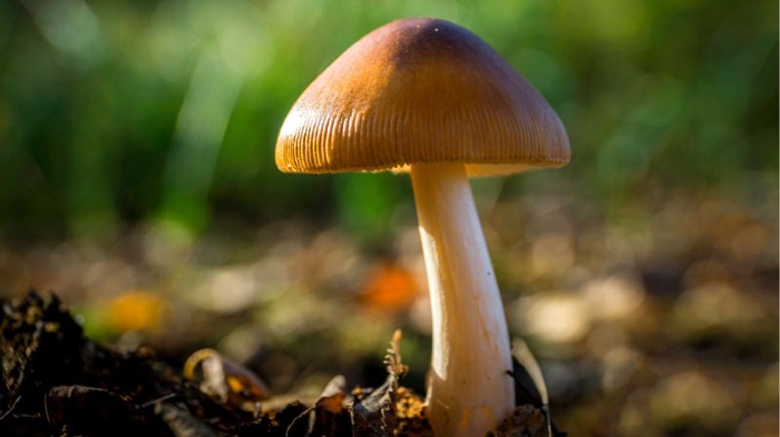 Amazing benefits of mushrooms
