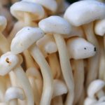 Strengthens defences with mushrooms