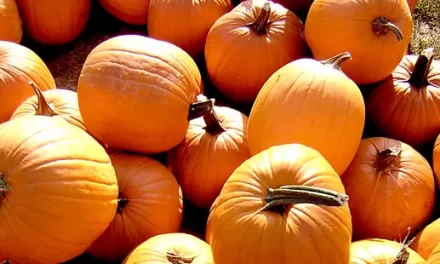 How do we get children to eat pumpkins?