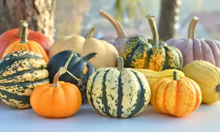 Diabetes control with pumpkins